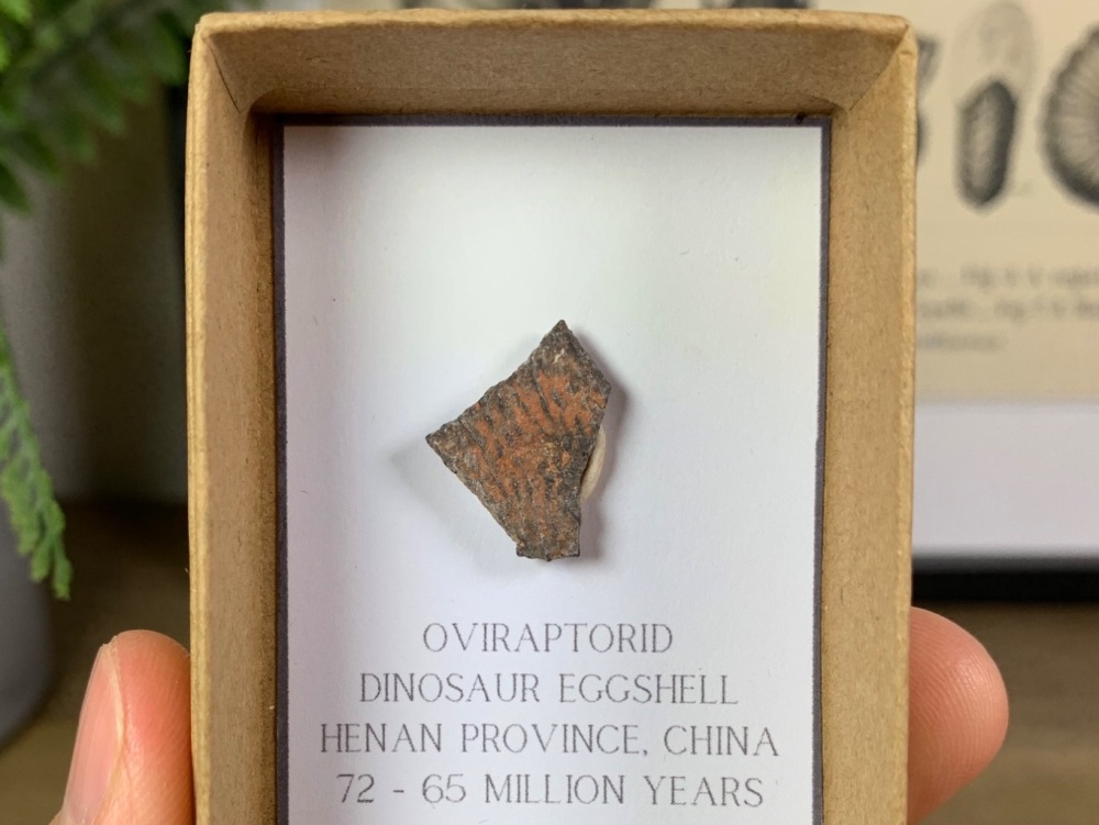 Oviraptorid Dinosaur Eggshell #12