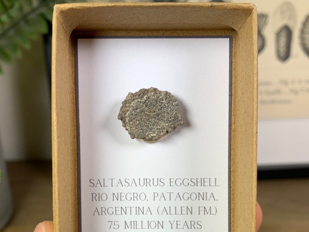 Saltasaurus Sauropod Eggshell #01