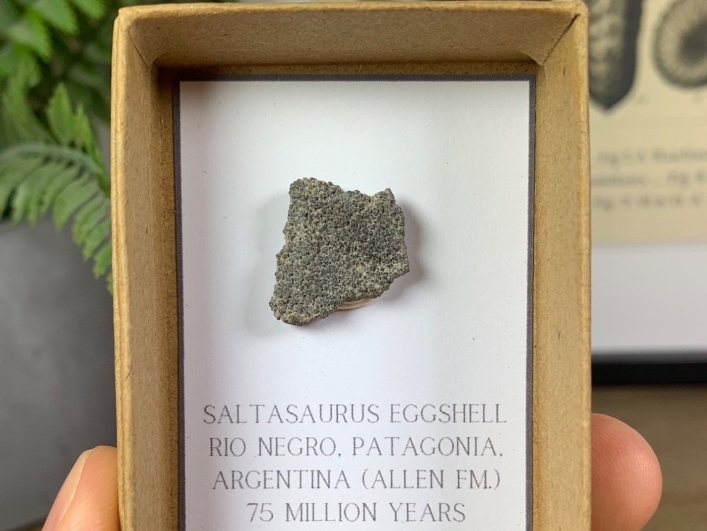 Saltasaurus Sauropod Eggshell #02