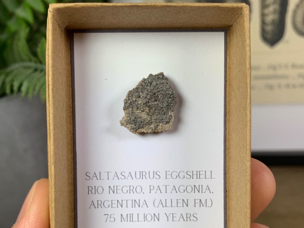 Saltasaurus Sauropod Eggshell #03