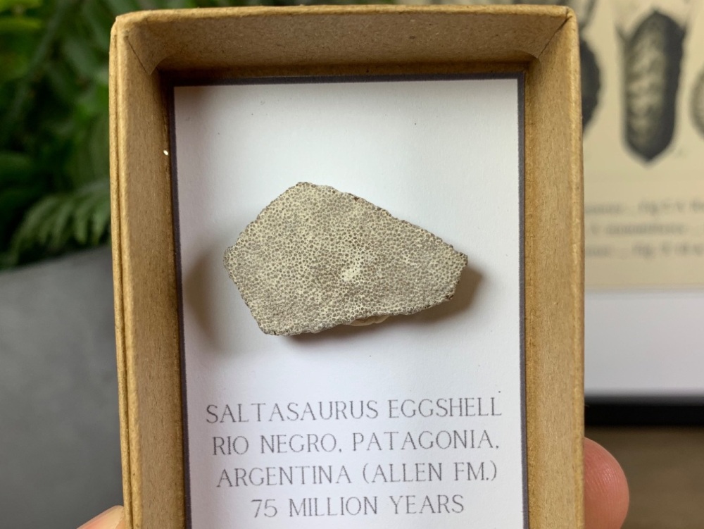 Saltasaurus Sauropod Eggshell #04