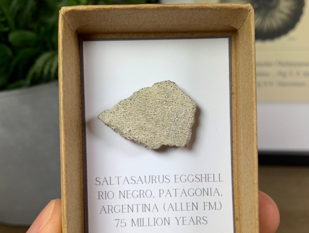 Saltasaurus Sauropod Eggshell #05