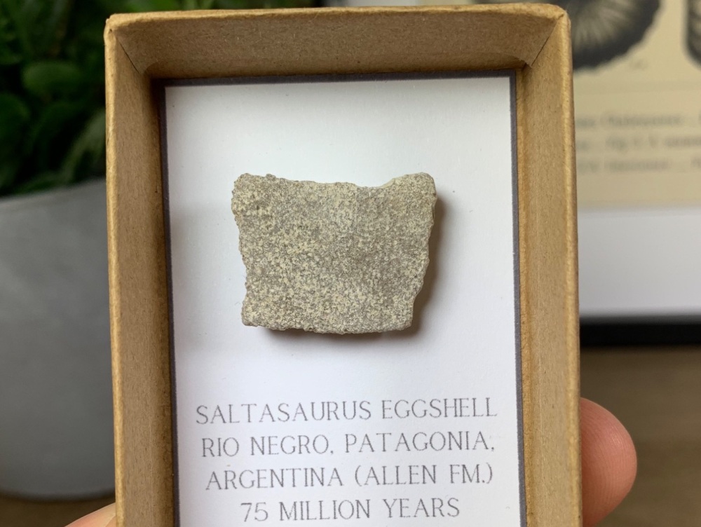 Saltasaurus Sauropod Eggshell #06