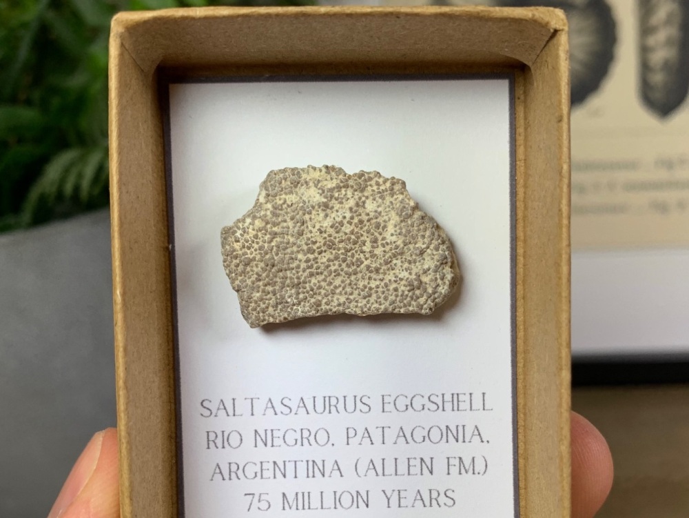 Saltasaurus Sauropod Eggshell #07