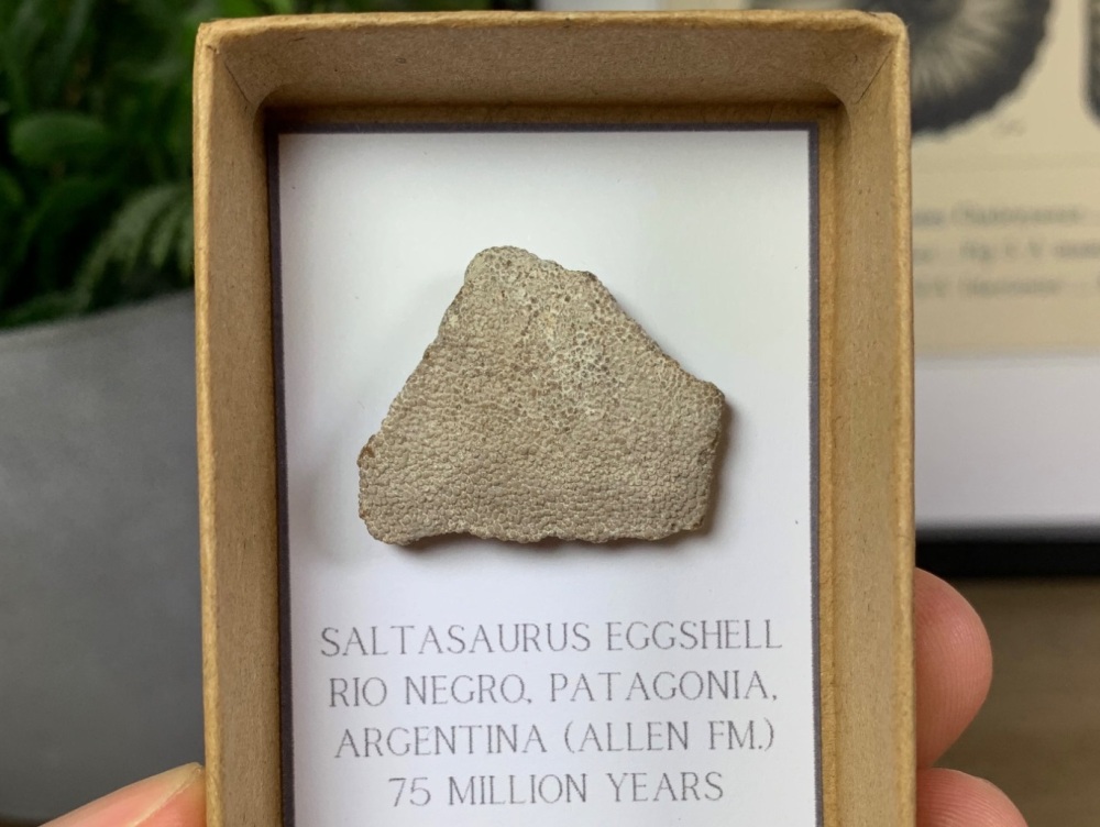 Saltasaurus Sauropod Eggshell #08