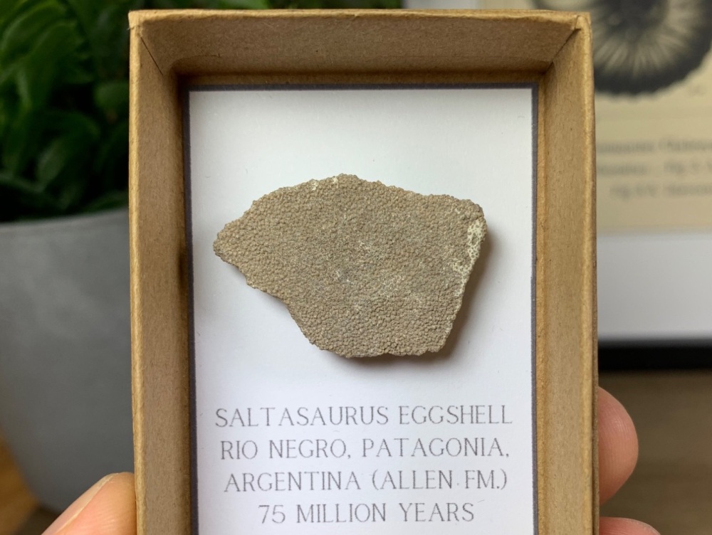 Saltasaurus Sauropod Eggshell #09