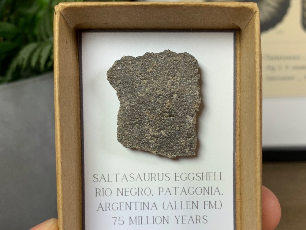 Saltasaurus Sauropod Eggshell #10