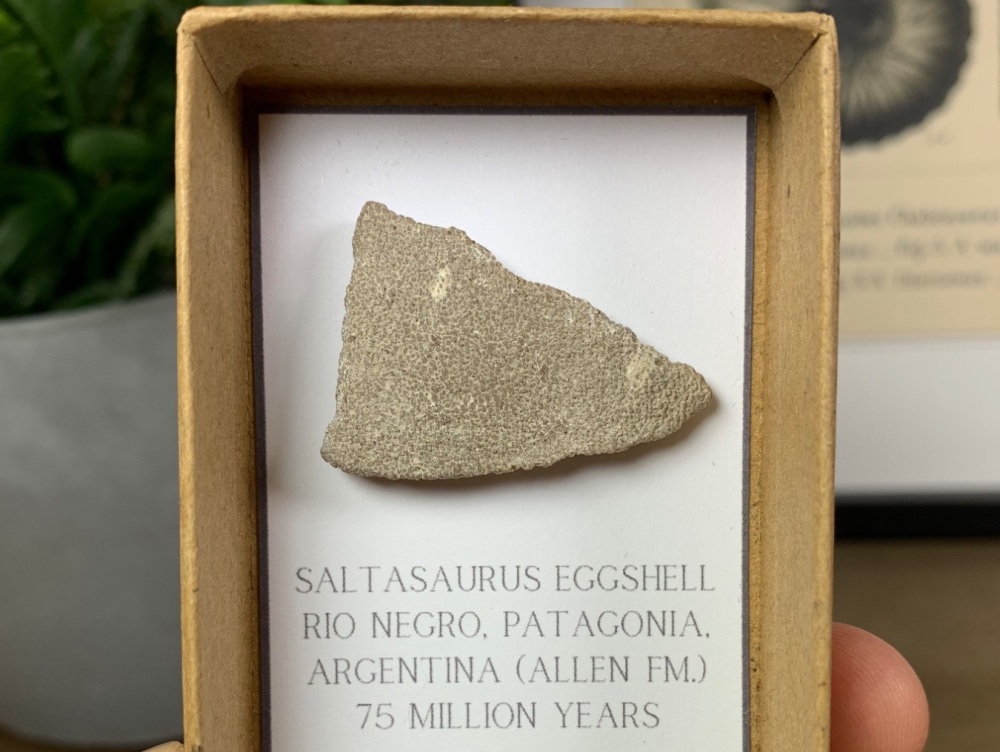 Saltasaurus Sauropod Eggshell #11