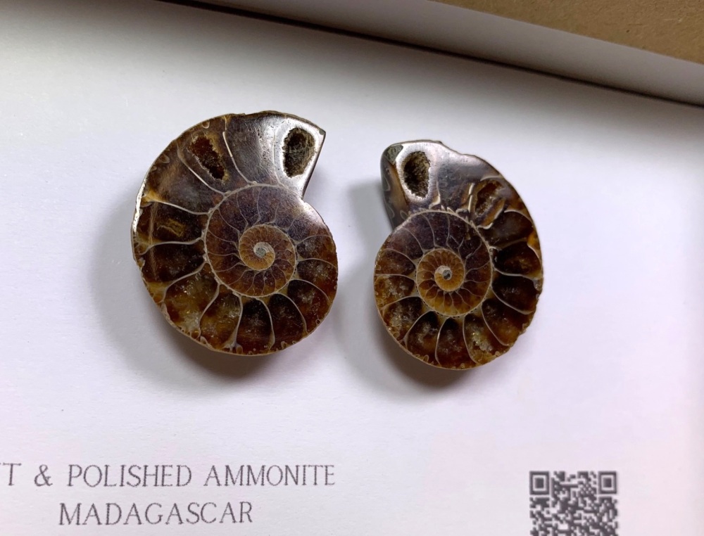 Cut & Polished Ammonite #01