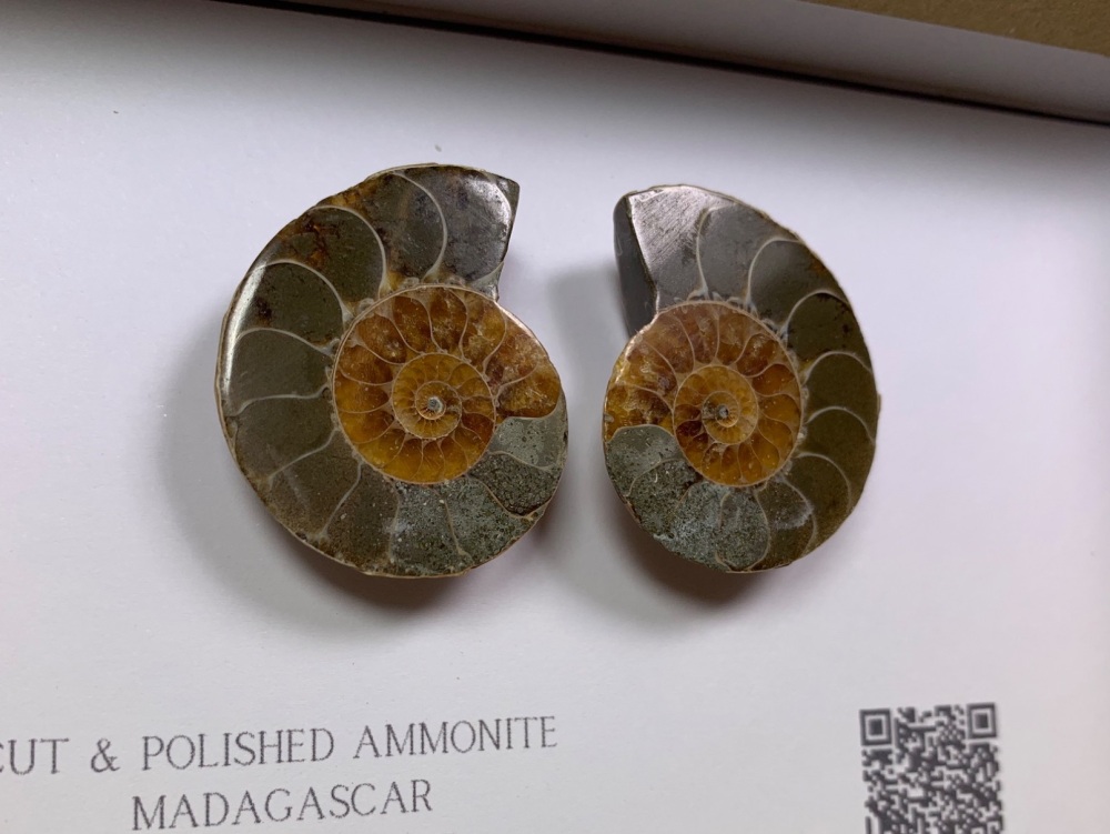 Cut & Polished Ammonite #02