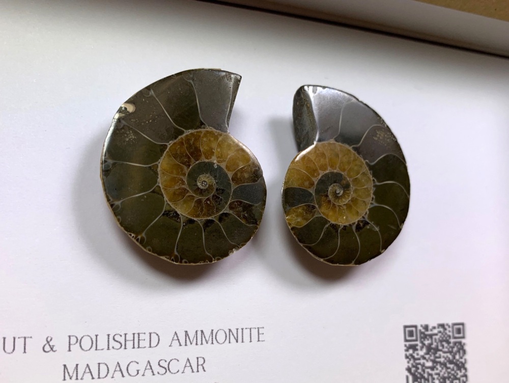 Cut & Polished Ammonite #03