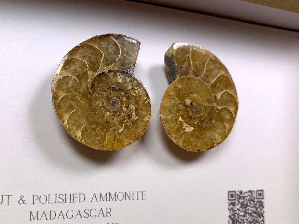 Cut & Polished Ammonite #04