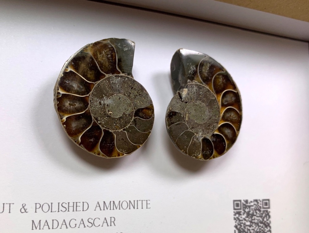 Cut & Polished Ammonite #05