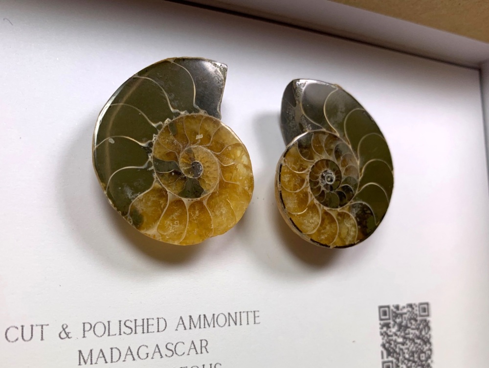 Cut & Polished Ammonite #06