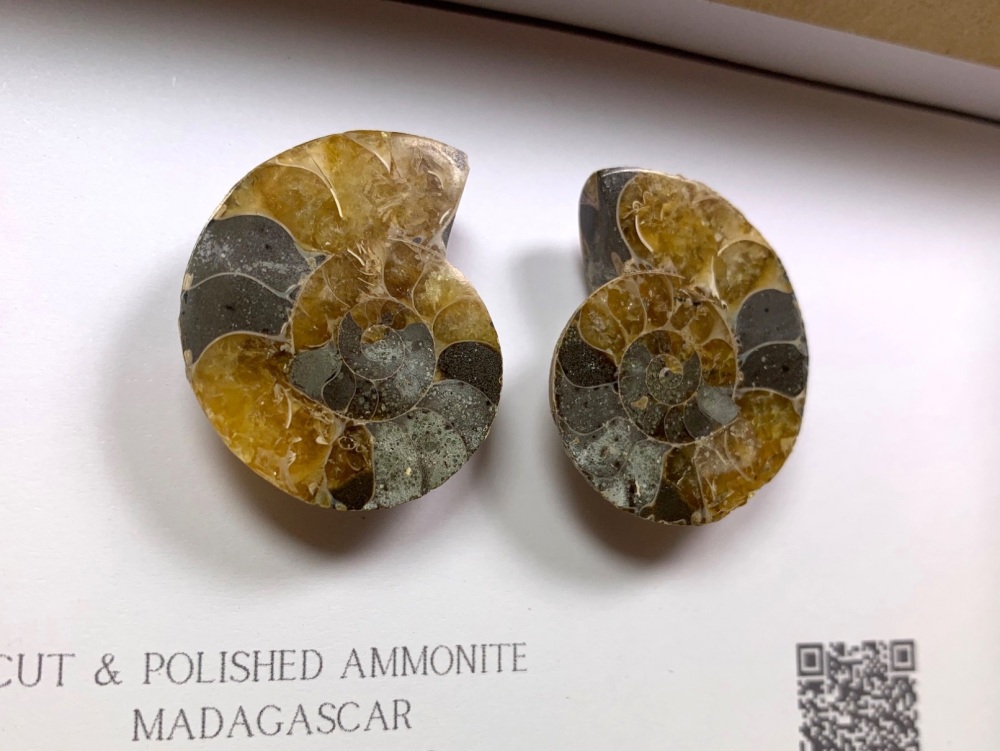 Cut & Polished Ammonite #07