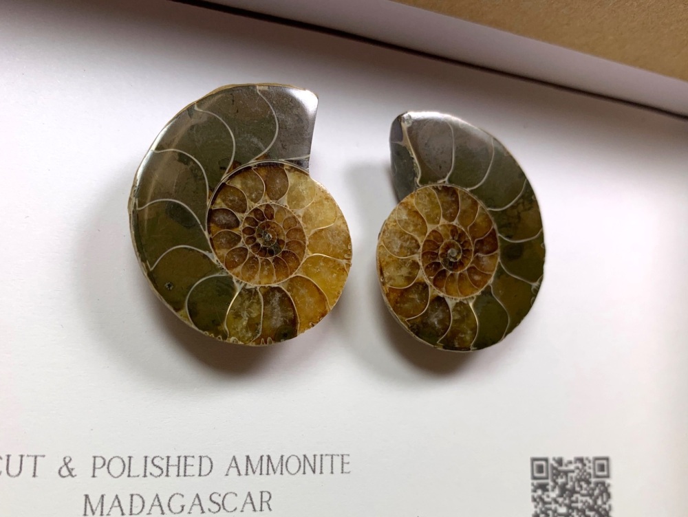 Cut & Polished Ammonite #08