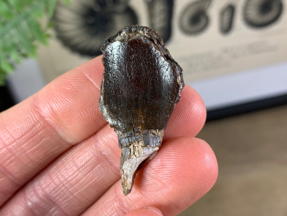 Jurassic Sauropod Tooth #22