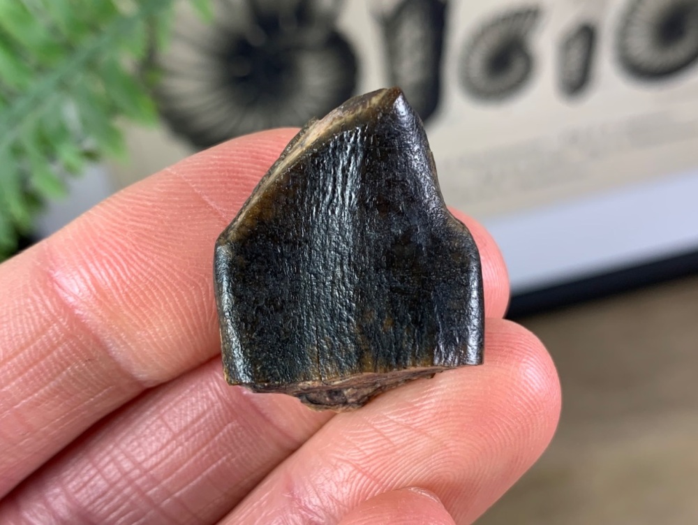 Jurassic Sauropod Tooth #24