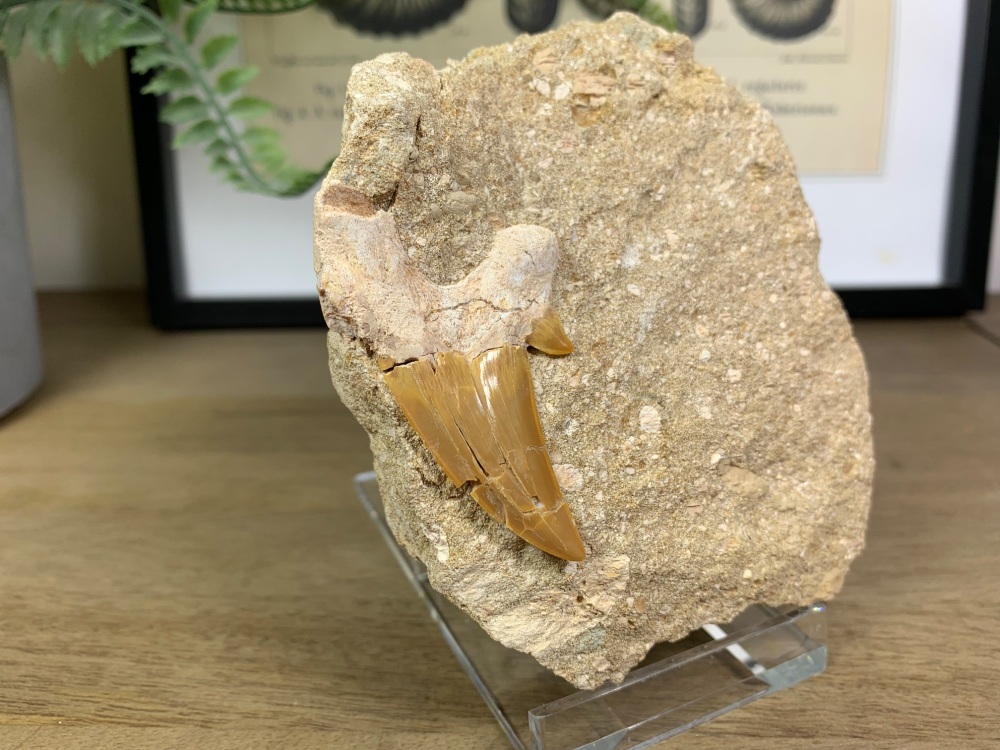 Otodus obliquus Shark Tooth on Matrix (2.19 inch) #01