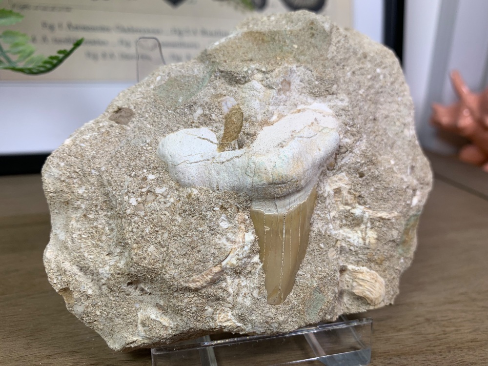 Otodus obliquus Shark Tooth on Matrix (2 inch) #02