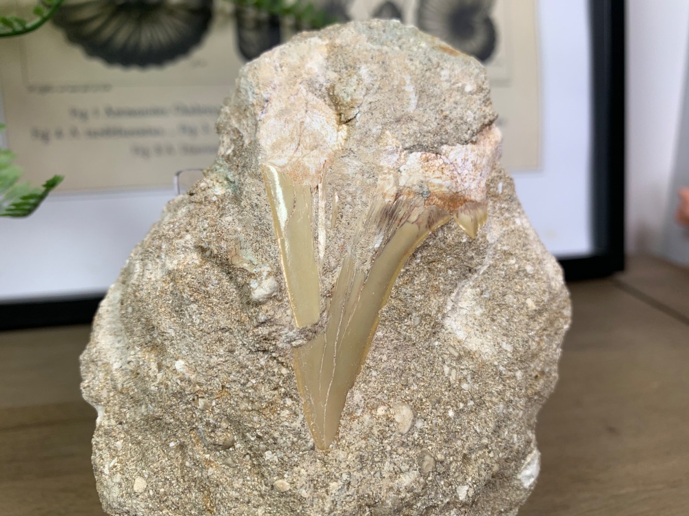 Otodus obliquus Shark Tooth on Matrix (2.5 inch) #04