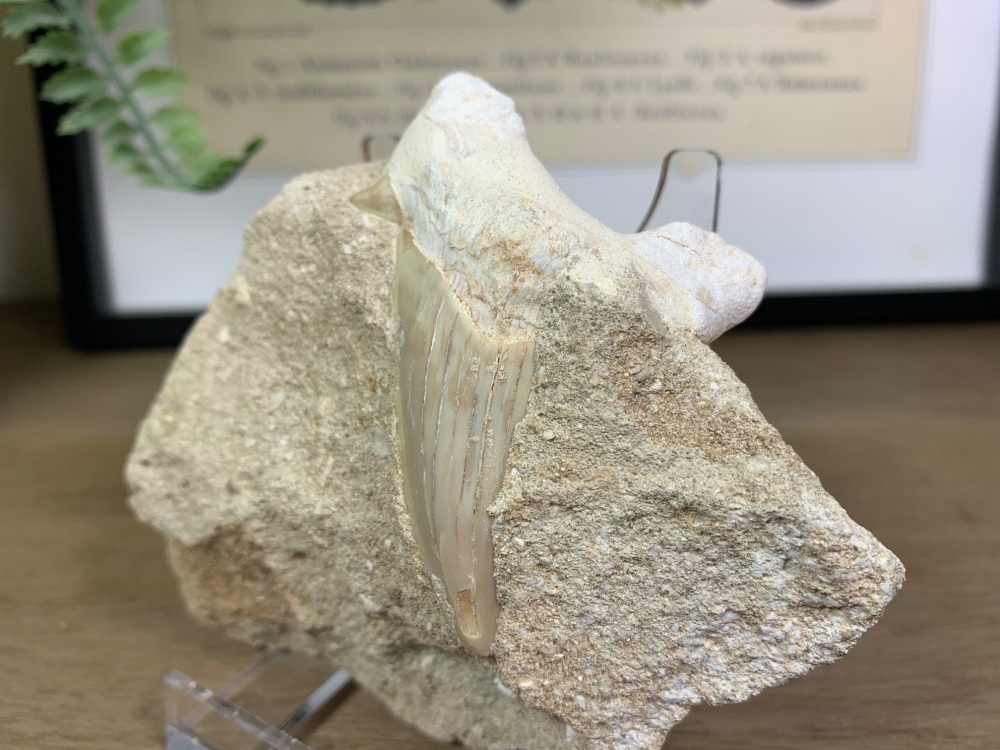 Otodus obliquus Shark Tooth on Matrix (2.56 inch) #05