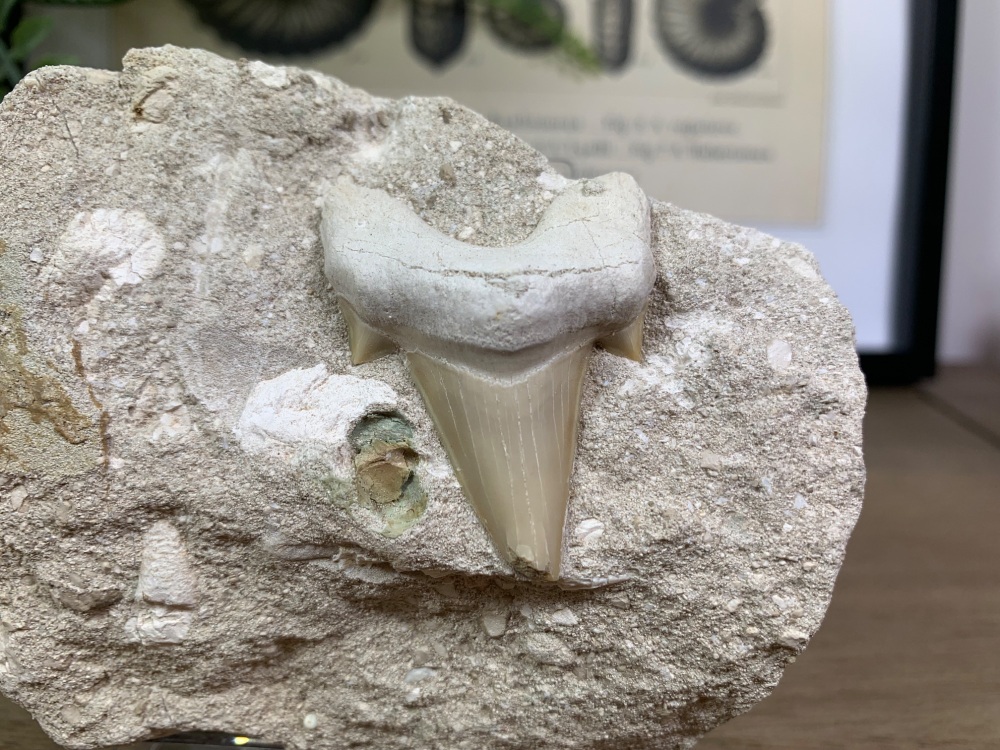 Otodus obliquus Shark Tooth on Matrix (1.75 inch) #06