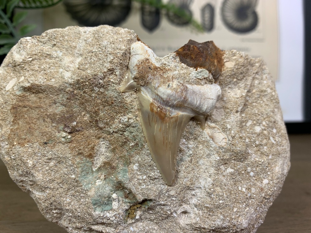 Otodus obliquus Shark Tooth on Matrix (1.81 inch) #07