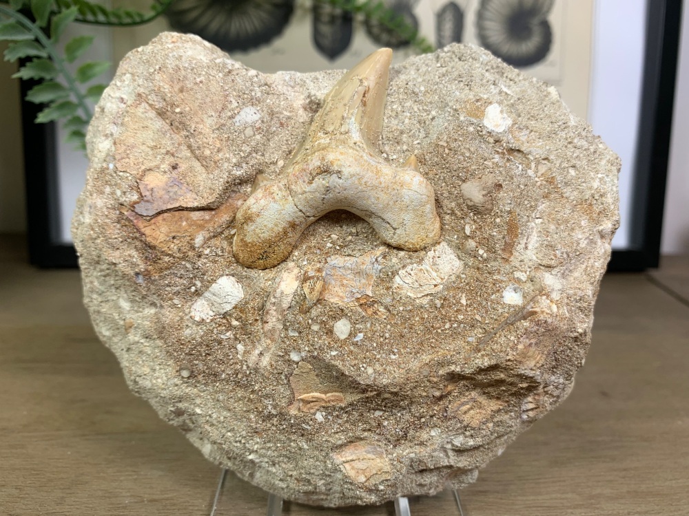 Otodus obliquus Shark Tooth on Matrix (2 inch) #08
