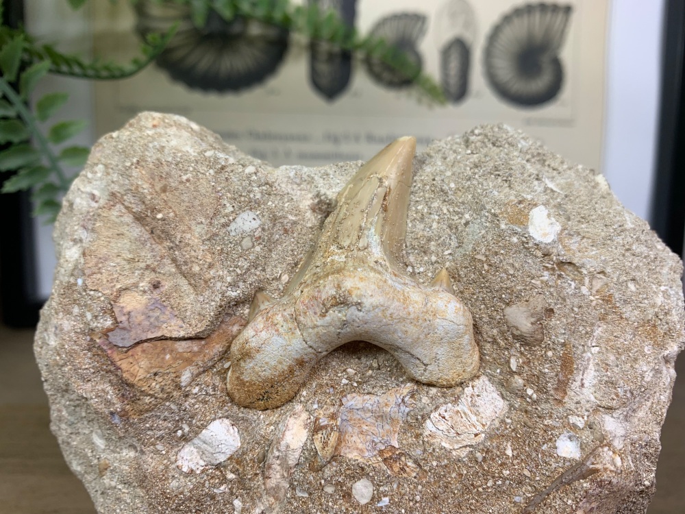 Otodus obliquus Shark Tooth on Matrix (2 inch) #08