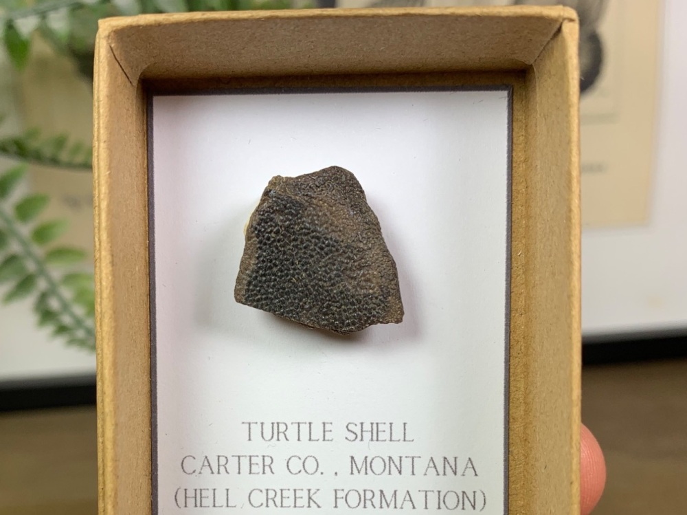 Turtle Plastron (Hell Creek) #01
