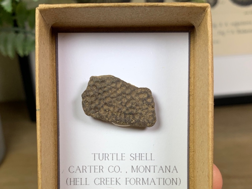 Turtle Carapace (Hell Creek) #02
