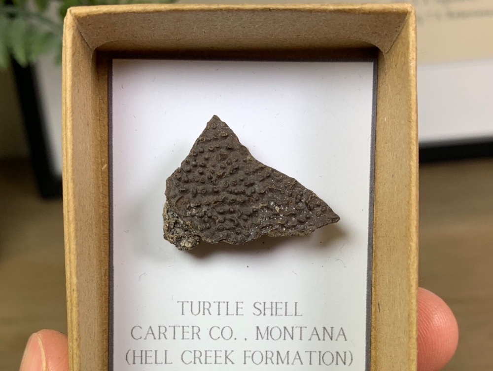 Turtle Carapace (Hell Creek) #03