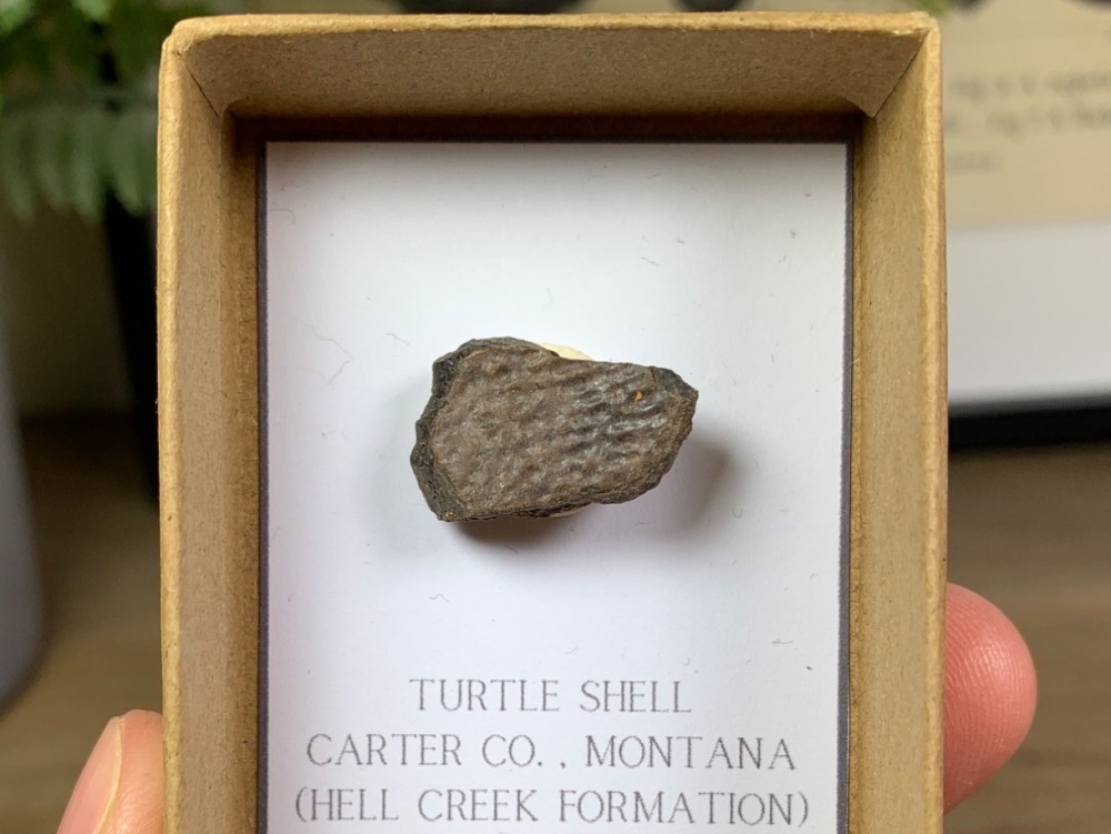 Turtle Carapace (Hell Creek) #04