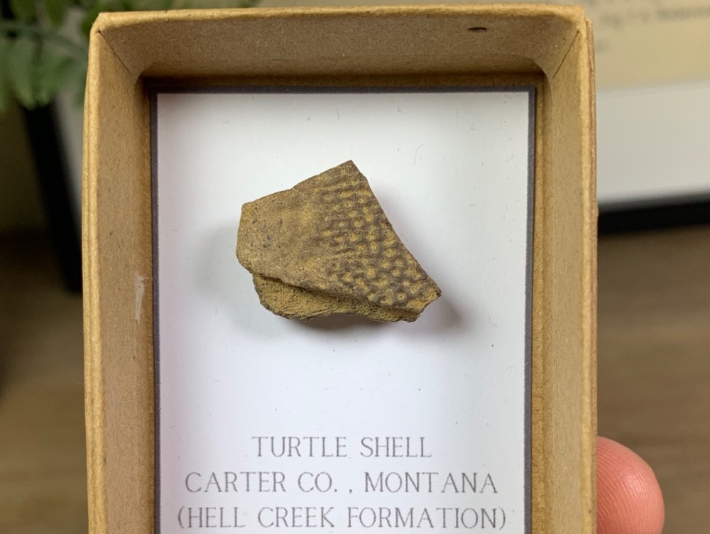 Turtle Carapace (Hell Creek) #05