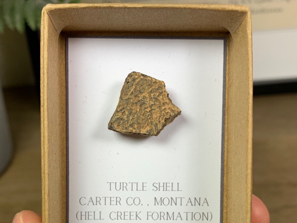Turtle Carapace (Hell Creek) #06