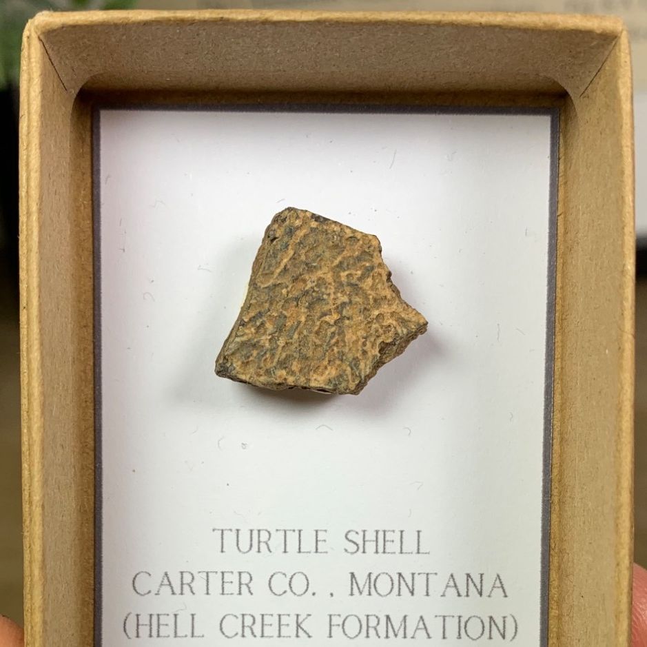 Turtle Carapace (Hell Creek)