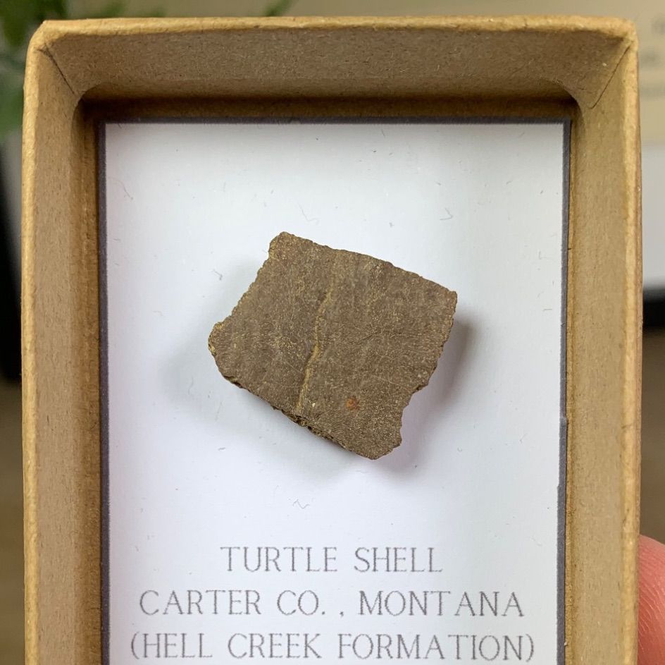Turtle Plastron (Hell Creek)