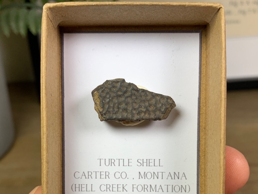Turtle Carapace (Hell Creek) #08
