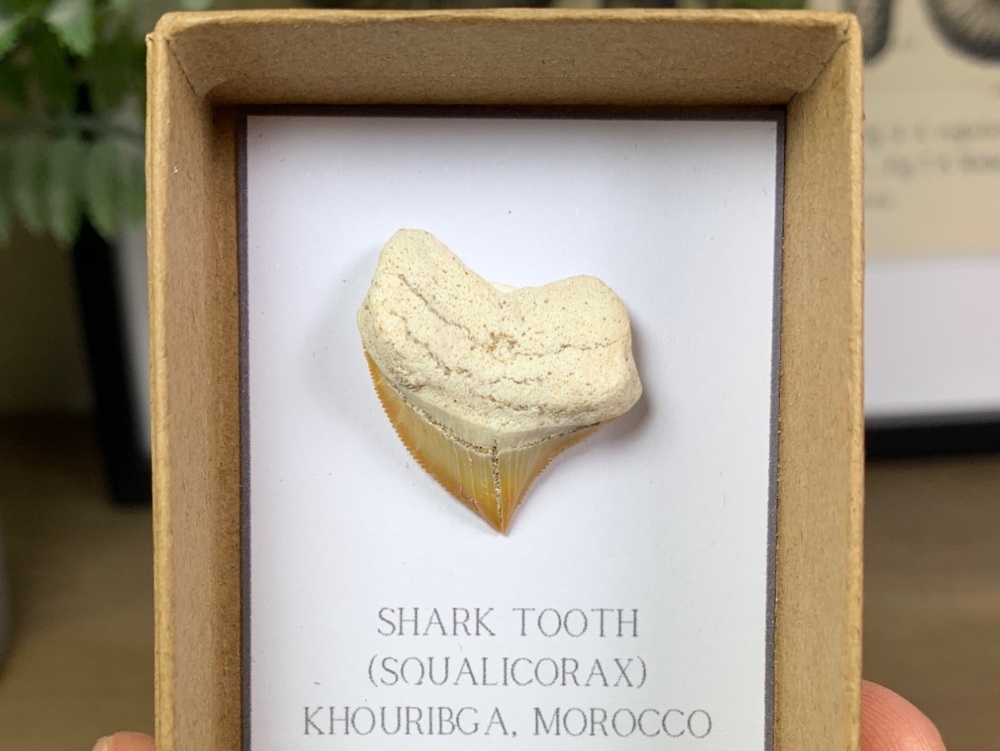 Squalicorax Shark Tooth #01