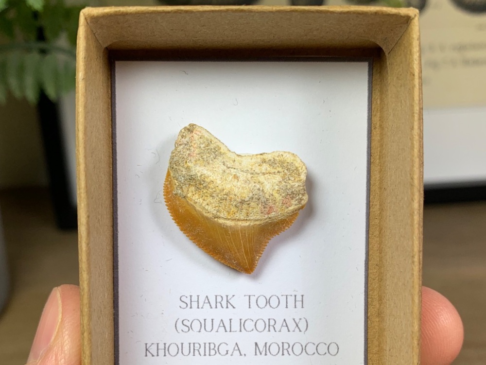 Squalicorax Shark Tooth #02
