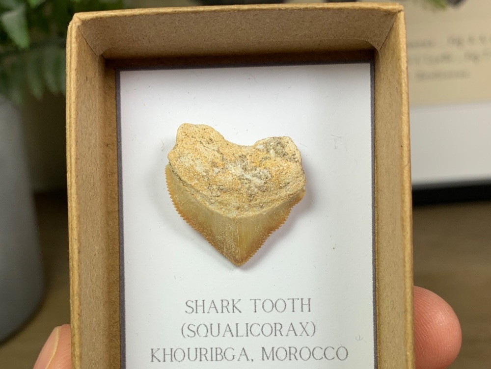 Squalicorax Shark Tooth #03