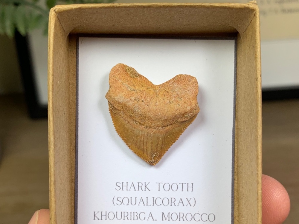 Squalicorax Shark Tooth #04