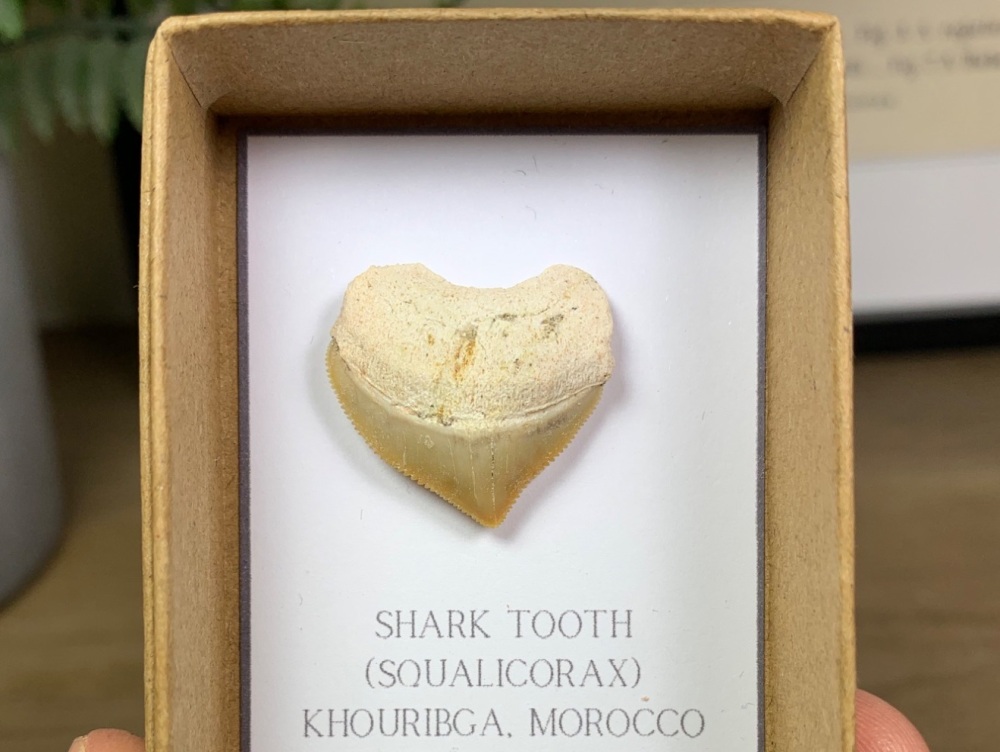Squalicorax Shark Tooth #05