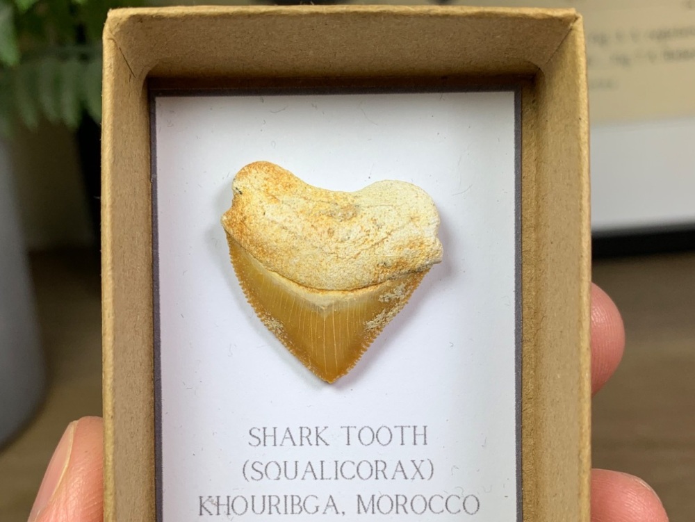 Squalicorax Shark Tooth #06