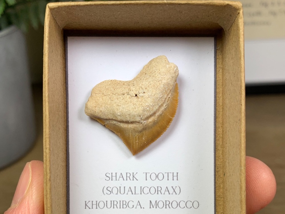 Squalicorax Shark Tooth #07