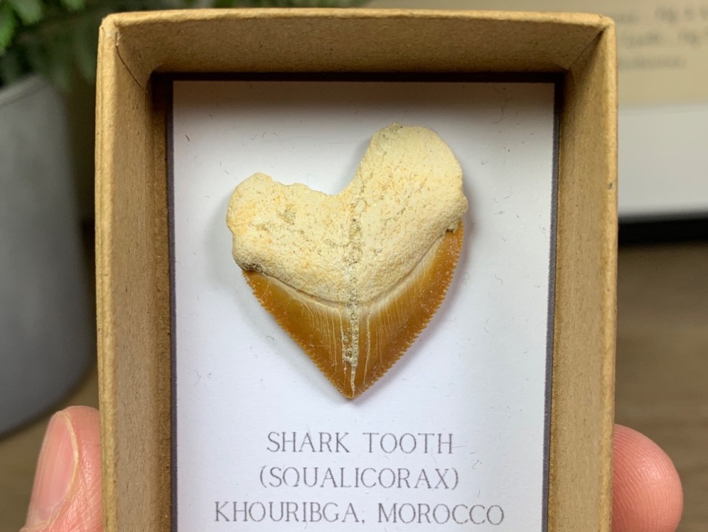 Squalicorax Shark Tooth #08