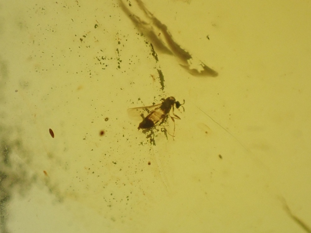 Cretaceous Amber with Diptera (fly) Inclusion #01