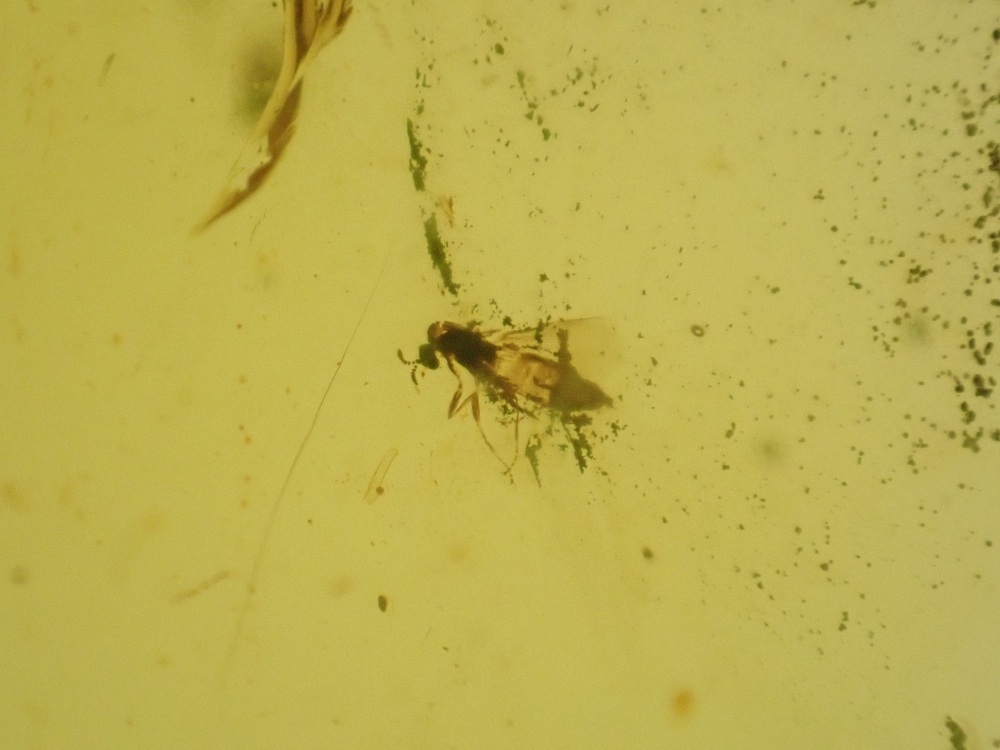 Cretaceous Amber with Diptera (fly) Inclusion #01