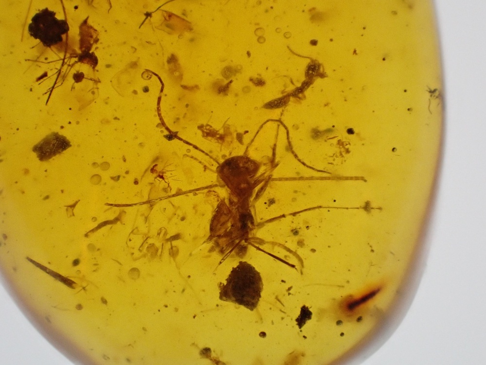 Cretaceous Amber with Ant, Diptera & Mite Inclusions #02